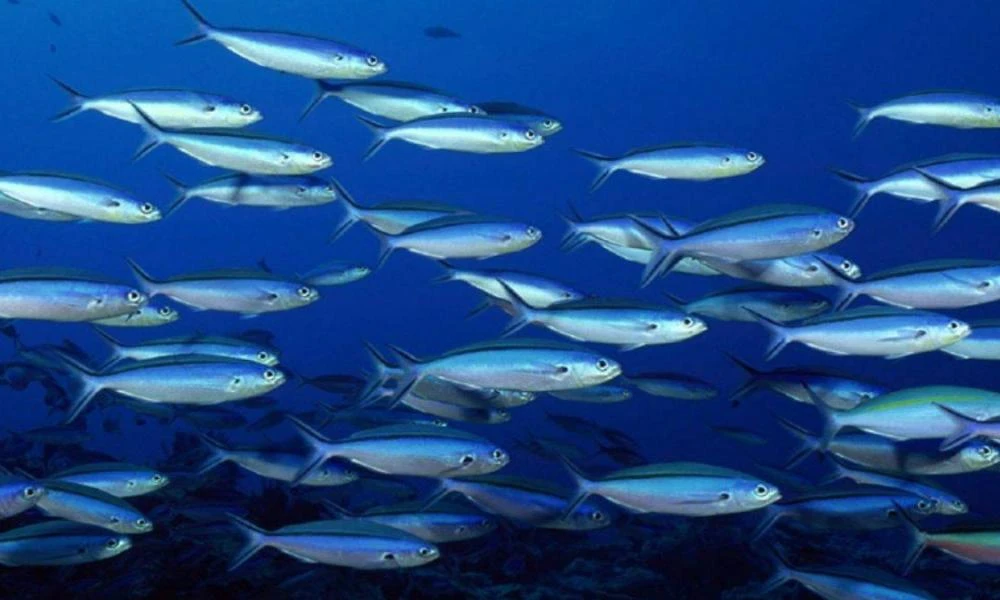 Πόρτο Χέλι: Έκλεψαν τσιπούρες και λαβράκια από ιχθυοκαλλιέργειες